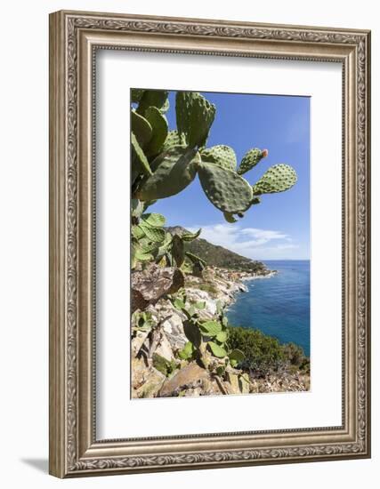 Prickly pears on rocks above the sea, Pomonte, Marciana, Elba Island, Livorno Province, Tuscany, It-Roberto Moiola-Framed Photographic Print