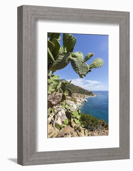 Prickly pears on rocks above the sea, Pomonte, Marciana, Elba Island, Livorno Province, Tuscany, It-Roberto Moiola-Framed Photographic Print