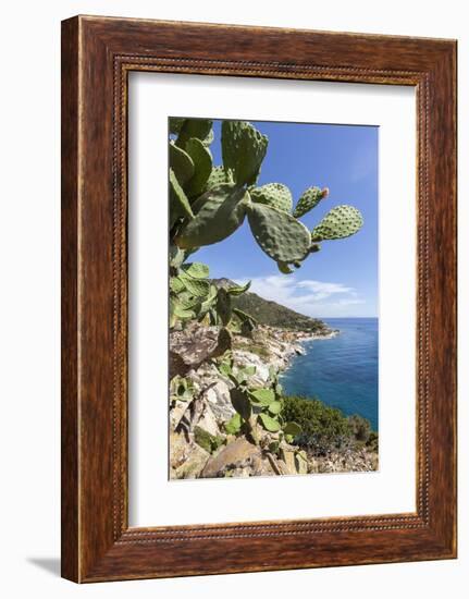 Prickly pears on rocks above the sea, Pomonte, Marciana, Elba Island, Livorno Province, Tuscany, It-Roberto Moiola-Framed Photographic Print