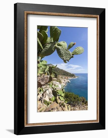 Prickly pears on rocks above the sea, Pomonte, Marciana, Elba Island, Livorno Province, Tuscany, It-Roberto Moiola-Framed Photographic Print