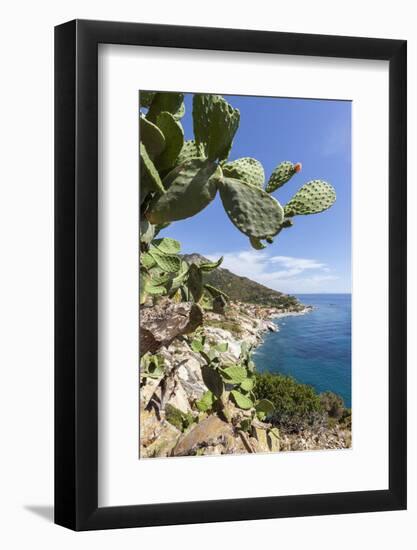 Prickly pears on rocks above the sea, Pomonte, Marciana, Elba Island, Livorno Province, Tuscany, It-Roberto Moiola-Framed Photographic Print