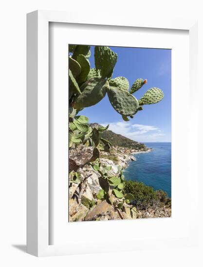 Prickly pears on rocks above the sea, Pomonte, Marciana, Elba Island, Livorno Province, Tuscany, It-Roberto Moiola-Framed Photographic Print