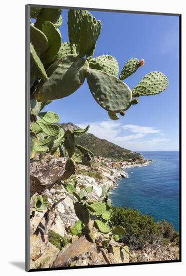 Prickly pears on rocks above the sea, Pomonte, Marciana, Elba Island, Livorno Province, Tuscany, It-Roberto Moiola-Mounted Photographic Print