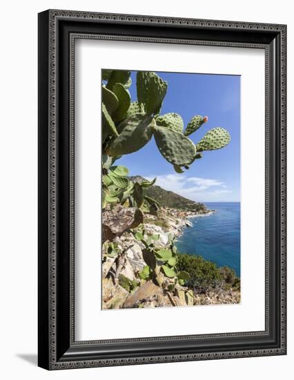 Prickly pears on rocks above the sea, Pomonte, Marciana, Elba Island, Livorno Province, Tuscany, It-Roberto Moiola-Framed Photographic Print