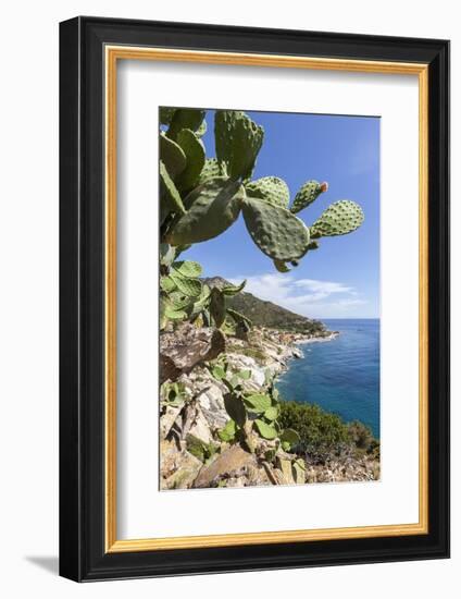 Prickly pears on rocks above the sea, Pomonte, Marciana, Elba Island, Livorno Province, Tuscany, It-Roberto Moiola-Framed Photographic Print