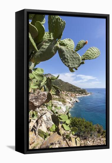 Prickly pears on rocks above the sea, Pomonte, Marciana, Elba Island, Livorno Province, Tuscany, It-Roberto Moiola-Framed Premier Image Canvas