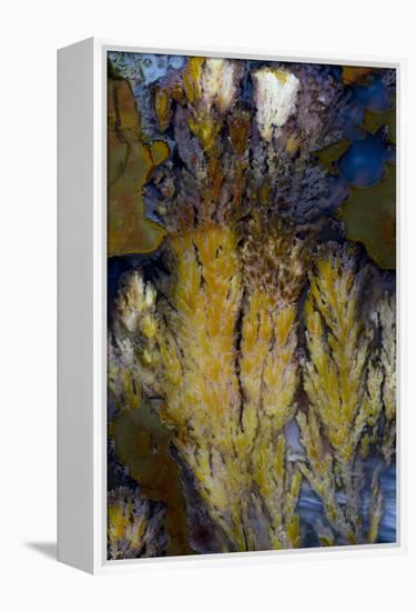 Priday Plume Agate, OR-Darrell Gulin-Framed Premier Image Canvas