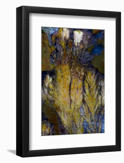 Priday Plume Agate, OR-Darrell Gulin-Framed Photographic Print