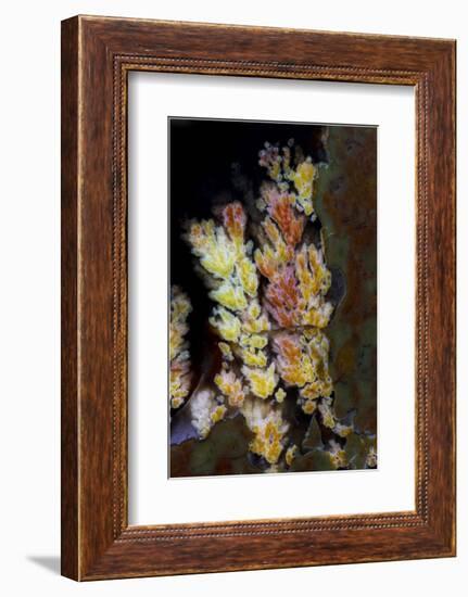 Priday Plume Agate, OR-Darrell Gulin-Framed Photographic Print