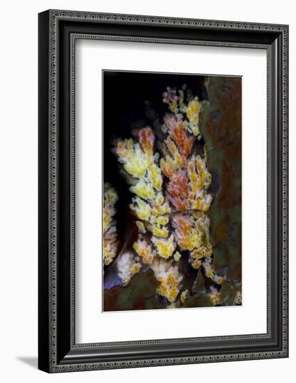 Priday Plume Agate, OR-Darrell Gulin-Framed Photographic Print