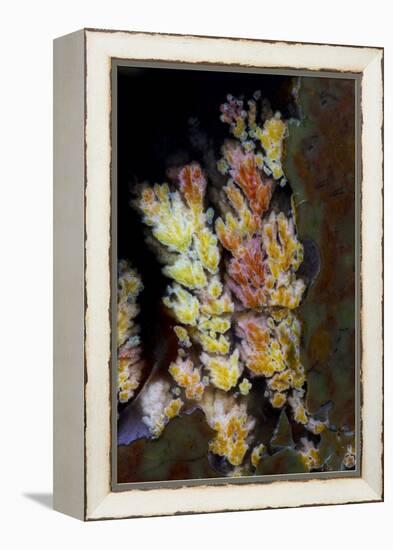 Priday Plume Agate, OR-Darrell Gulin-Framed Premier Image Canvas