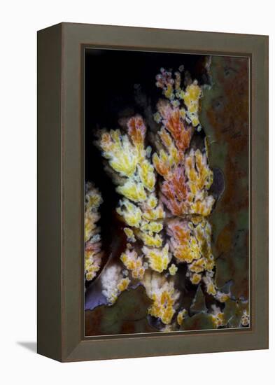 Priday Plume Agate, OR-Darrell Gulin-Framed Premier Image Canvas