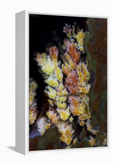 Priday Plume Agate, OR-Darrell Gulin-Framed Premier Image Canvas