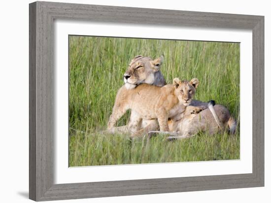 Pride of a Lioness-Susann Parker-Framed Photographic Print