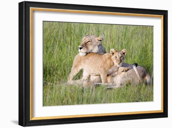 Pride of a Lioness-Susann Parker-Framed Photographic Print