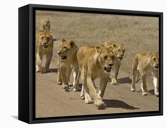 Pride of African Lions Walking Along a Track, Serengeti Np, Tanzania-Edwin Giesbers-Framed Premier Image Canvas