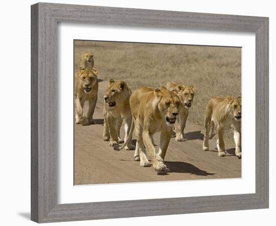 Pride of African Lions Walking Along a Track, Serengeti Np, Tanzania-Edwin Giesbers-Framed Photographic Print