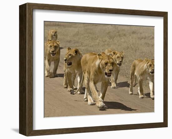 Pride of African Lions Walking Along a Track, Serengeti Np, Tanzania-Edwin Giesbers-Framed Photographic Print