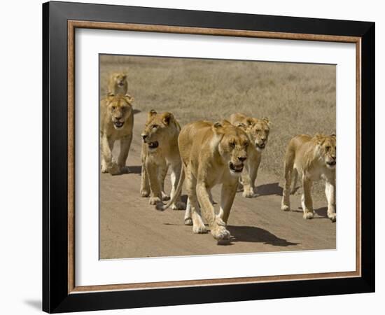 Pride of African Lions Walking Along a Track, Serengeti Np, Tanzania-Edwin Giesbers-Framed Photographic Print