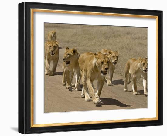 Pride of African Lions Walking Along a Track, Serengeti Np, Tanzania-Edwin Giesbers-Framed Photographic Print