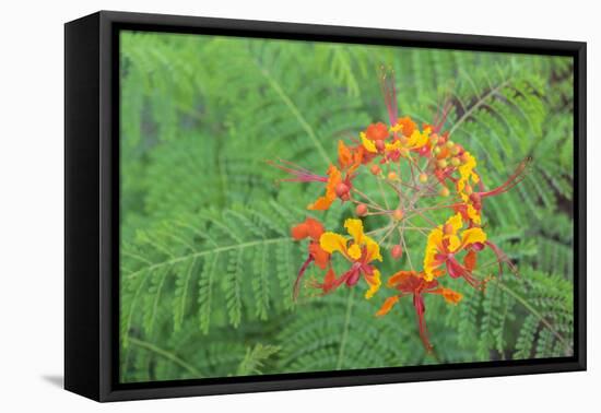 Pride of Barbados, Austin, Texas, Usa-Lisa S Engelbrecht-Framed Premier Image Canvas