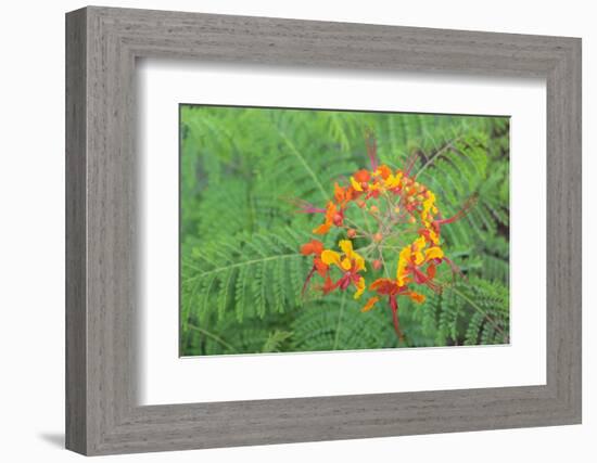 Pride of Barbados, Austin, Texas, Usa-Lisa S Engelbrecht-Framed Photographic Print