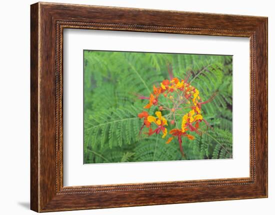 Pride of Barbados, Austin, Texas, Usa-Lisa S Engelbrecht-Framed Photographic Print