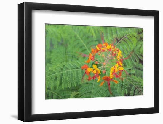 Pride of Barbados, Austin, Texas, Usa-Lisa S Engelbrecht-Framed Photographic Print