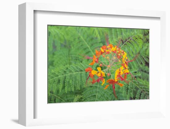 Pride of Barbados, Austin, Texas, Usa-Lisa S Engelbrecht-Framed Photographic Print