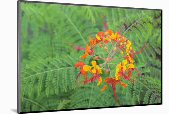 Pride of Barbados, Austin, Texas, Usa-Lisa S Engelbrecht-Mounted Photographic Print