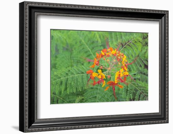 Pride of Barbados, Austin, Texas, Usa-Lisa S Engelbrecht-Framed Photographic Print