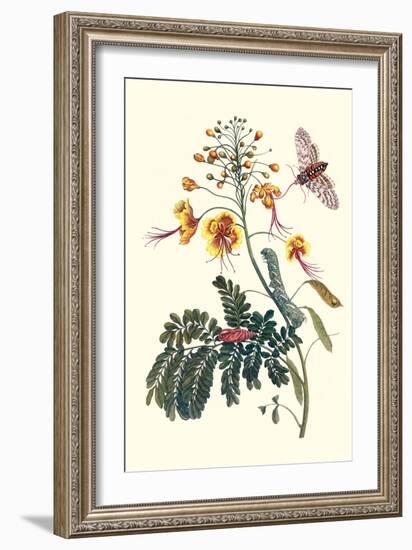 Pride of Barbados with a Tobacco Hornworm-Maria Sibylla Merian-Framed Premium Giclee Print