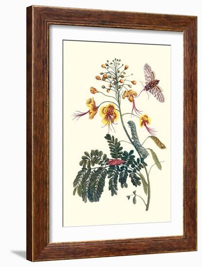 Pride of Barbados with a Tobacco Hornworm-Maria Sibylla Merian-Framed Premium Giclee Print