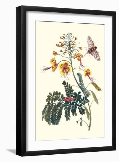 Pride of Barbados with a Tobacco Hornworm-Maria Sibylla Merian-Framed Premium Giclee Print
