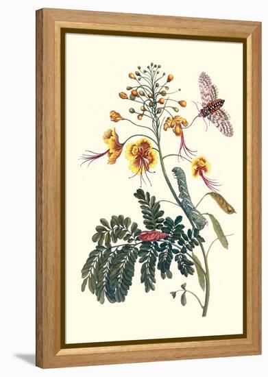 Pride of Barbados with a Tobacco Hornworm-Maria Sibylla Merian-Framed Stretched Canvas