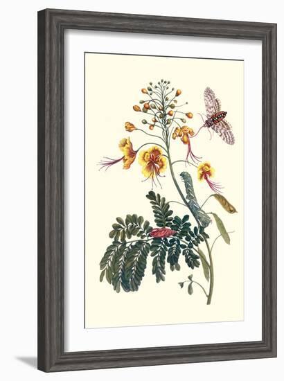 Pride of Barbados with a Tobacco Hornworm-Maria Sibylla Merian-Framed Art Print