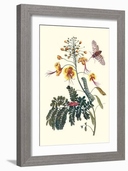 Pride of Barbados with a Tobacco Hornworm-Maria Sibylla Merian-Framed Art Print