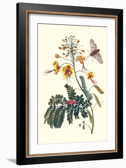 Pride of Barbados with a Tobacco Hornworm-Maria Sibylla Merian-Framed Art Print