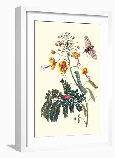 Pride of Barbados with a Tobacco Hornworm-Maria Sibylla Merian-Framed Art Print