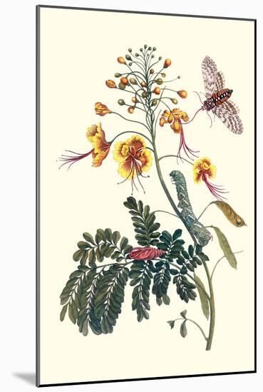 Pride of Barbados with a Tobacco Hornworm-Maria Sibylla Merian-Mounted Art Print