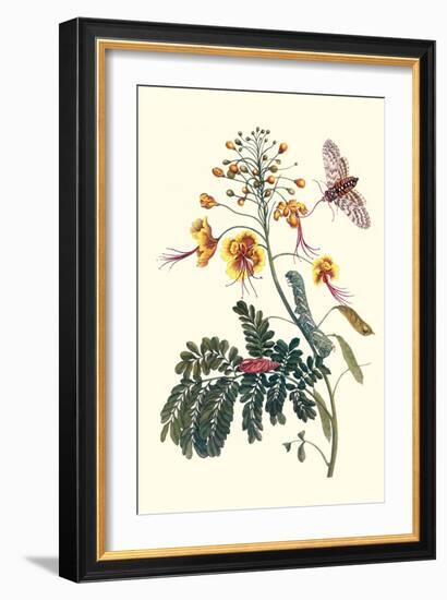 Pride of Barbados with a Tobacco Hornworm-Maria Sibylla Merian-Framed Art Print