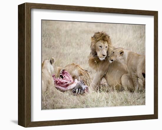 Pride of Lions Eating a Zebra, Ngorongoro Crater, Ngorongoro, Tanzania-null-Framed Photographic Print