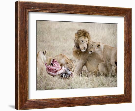 Pride of Lions Eating a Zebra, Ngorongoro Crater, Ngorongoro, Tanzania-null-Framed Photographic Print