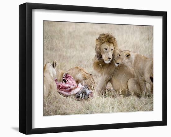 Pride of Lions Eating a Zebra, Ngorongoro Crater, Ngorongoro, Tanzania-null-Framed Photographic Print