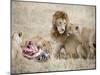 Pride of Lions Eating a Zebra, Ngorongoro Crater, Ngorongoro, Tanzania-null-Mounted Photographic Print