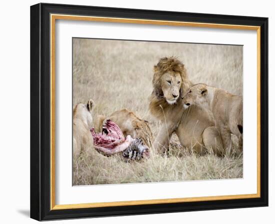 Pride of Lions Eating a Zebra, Ngorongoro Crater, Ngorongoro, Tanzania-null-Framed Photographic Print