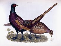 Pheasants-Prideaux John Selby-Giclee Print