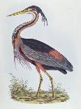 Purple Heron, from 'Illustration of British Ornithology'-Prideaux John Selby-Framed Premier Image Canvas