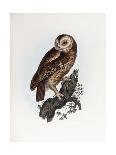 Great Eared Owl, 1841-Prideaux John Selby-Framed Giclee Print