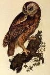 Great Eared Owl, 1841-Prideaux John Selby-Giclee Print